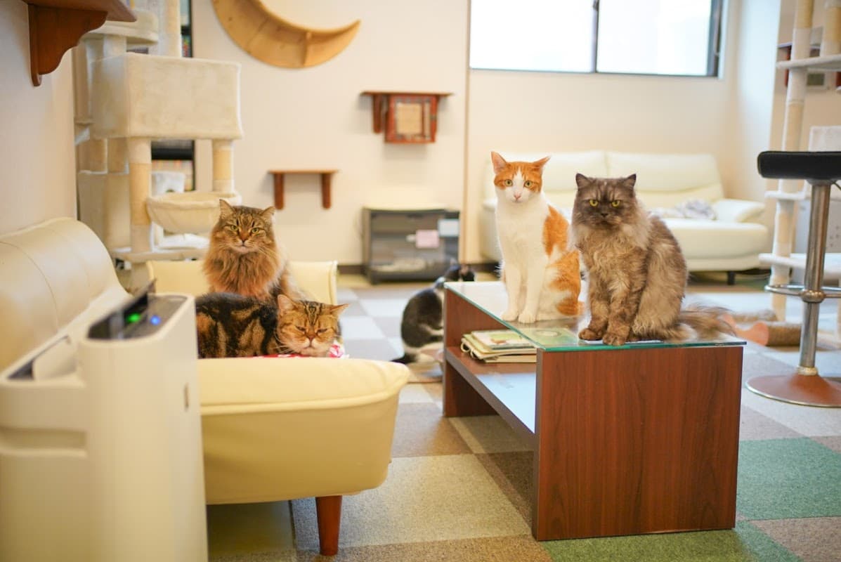 Cat Cafe Nyanny