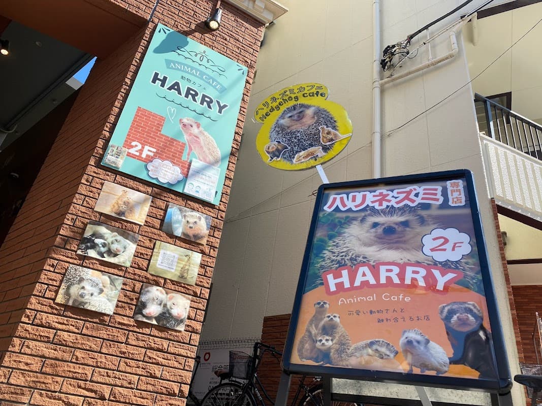 Hedgehog Cafe HARRY Yokohama