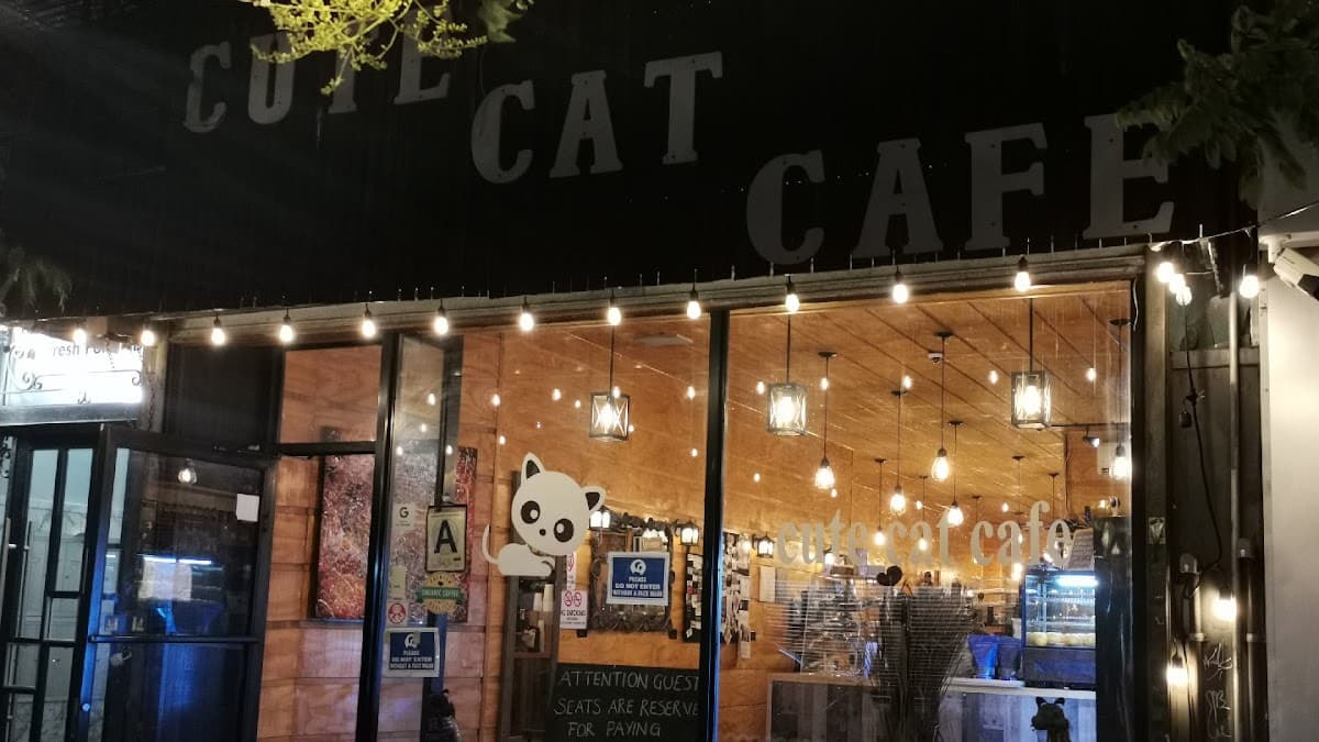 Cute Cat Cafe