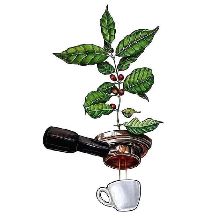 Capital Coffee Roasters GmbH